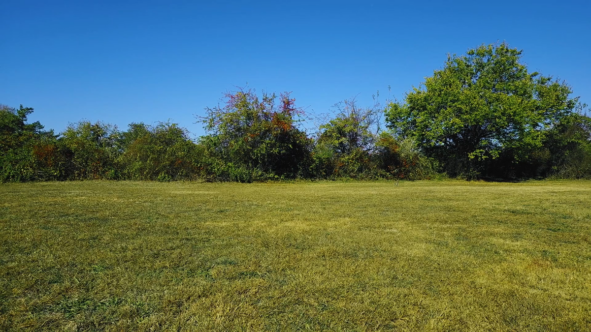 Tranquil Meadow Saxophone